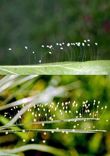 Hoa ưu đàm nở rất hiếm gặp và đó được xem là điềm lành