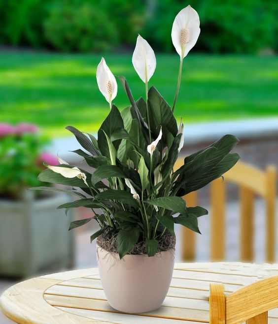 Đừng để trẻ nhỏ hoặc thú cưng vô tình ăn phải lan ý