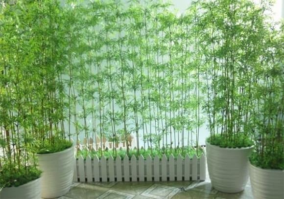 Trúc vốn được xem là biểu tượng của sự thanh cao, chính trực và bình an. 