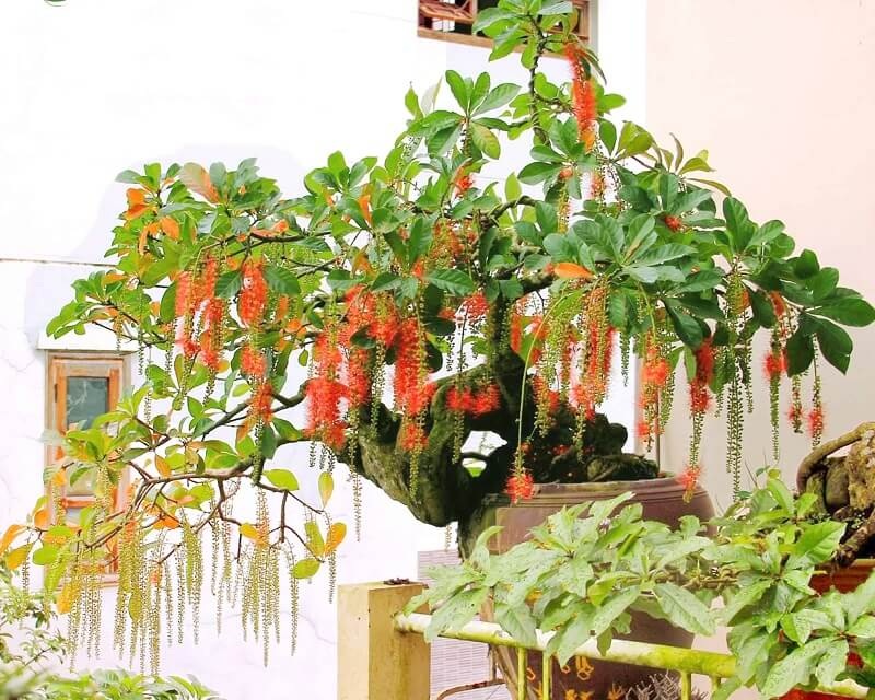 Cây lộc vừng từ lâu đã được xem là biểu tượng của tài lộc và thịnh vượng. 
