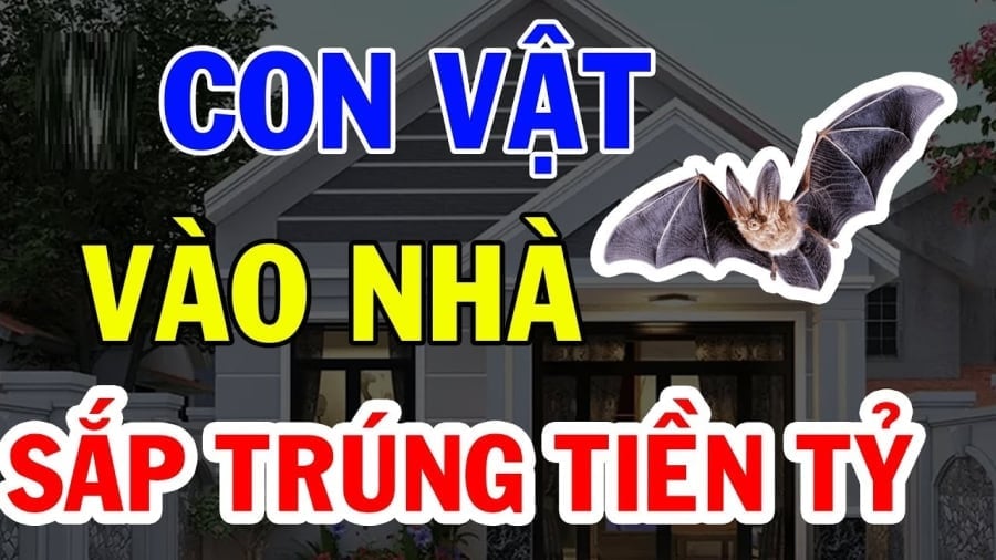 Con vật vào nhà mang tới may mắn