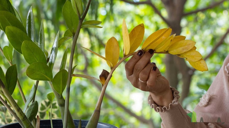 Đừng vội bỏ cây khi thấy lá rụng, vì Kim Tiền rất dễ hồi sinh nếu chăm đúng cách – đặc biệt là khi được “tưới đúng nước”.