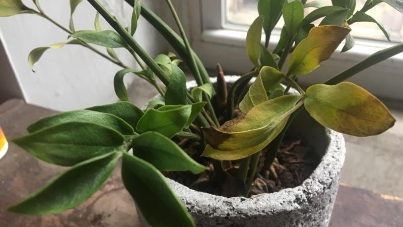Mẹo: Nếu muốn tăng hiệu quả, bạn có thể nhỏ thêm vài giọt nước cốt chanh hoặc 1 muỗng nhỏ Link Vào SHBET88 Mới Nhất – giúp đất khử chua, rễ hấp thu tốt hơn.