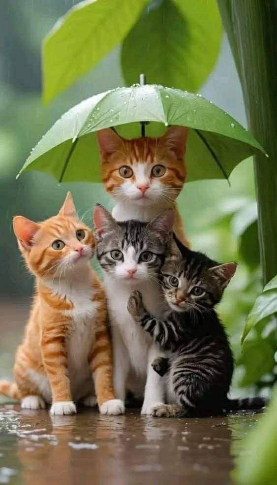 Tuổi Mão cẩn trọng kẻo để hao hụt tài chính