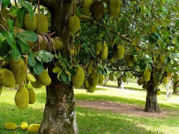 Trong phong thủy, cây mít được xem là biểu trưng cho sự đoàn kết, sum vầy, kiên cường và trí tuệ. 