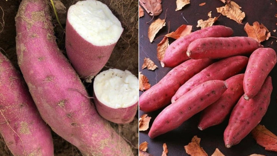 Bạn nên chọn những củ khoai lang có kích thước vừa phải, không cần chọn củ to.