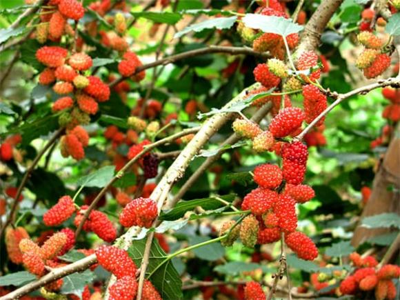 Theo phong thủy, cây dâu tằm mang âm khí nặng, không nên trồng trong sân hay trước nhà vì có thể gây xui xẻo và ảnh hưởng đến vận khí Shbet111 slot, casino, thể thao, xổ số. 