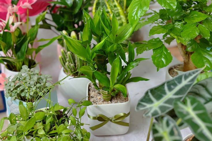 Cây cối trong nhà xanh tốt là điềm báo may mắn