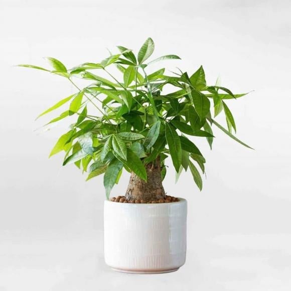 Cây kim ngân là loài cây nhiệt đới, nổi bật với khả năng chăm sóc dễ dàng. 