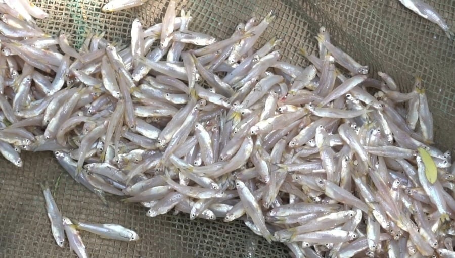Cá cơm là loại cá nhỏ, thân mảnh, sinh sống chủ yếu ở vùng nước mặn.
