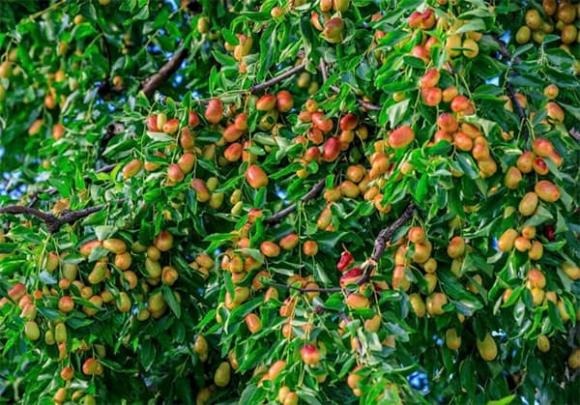 Từ xưa, người Việt tin rằng trồng cây táo tàu trước sân mang ý nghĩa “gieo phúc, trồng lộc”. Không chỉ tạo bóng mát và cho quả ngọt, táo tàu còn là biểu tượng của sự sinh sôi, đủ đầy và thịnh vượng.    