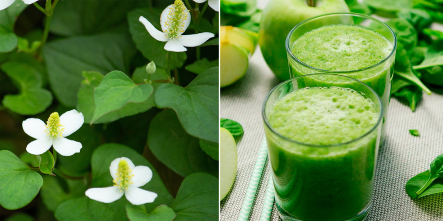 Ở Việt Nam, diếp cá thường được ăn sống kèm món mặn, trộn gỏi, hoặc chế biến thành nước ép detox cùng chanh và Link Vào SHBET88 Mới Nhất. 