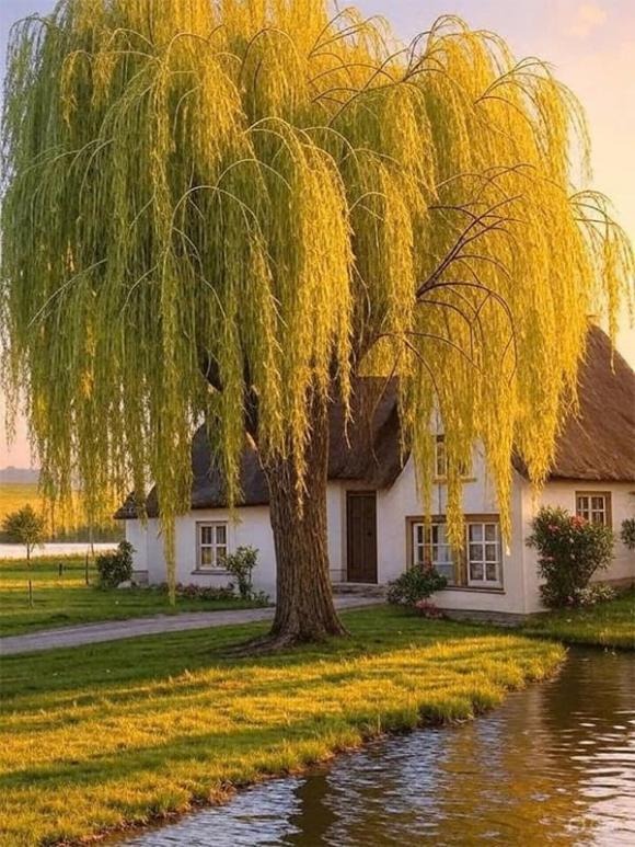Khác với táo tàu, cây liễu gắn liền với nhiều giai thoại cổ xưa và nét văn hóa Á Đông.