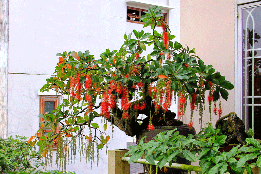 Cây hoa lộc vừng