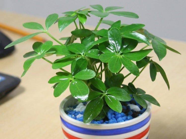 Muốn chiêu tài, gọi lộc hãy đặt 1 cây chậu cây này trên bàn làm việc, ở tiệm kinh doan buôn bán. (Ảnh minh họa) 