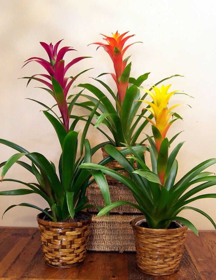 Cây phát lộc hoa giúp việc kinh doanh thuận lợi, buôn may bán đắt.