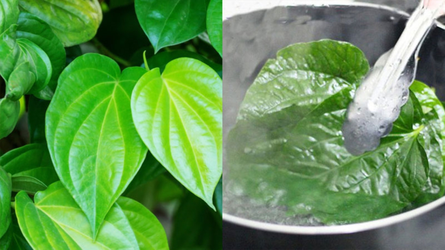 Lá trầu không đun lấy nước rồi súc miệng.