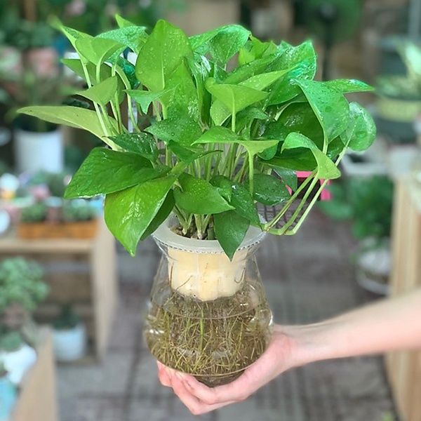 Trồng trầu bà thủy sinh cần chú ý vệ sinh nước tránh bị muỗi phát triển