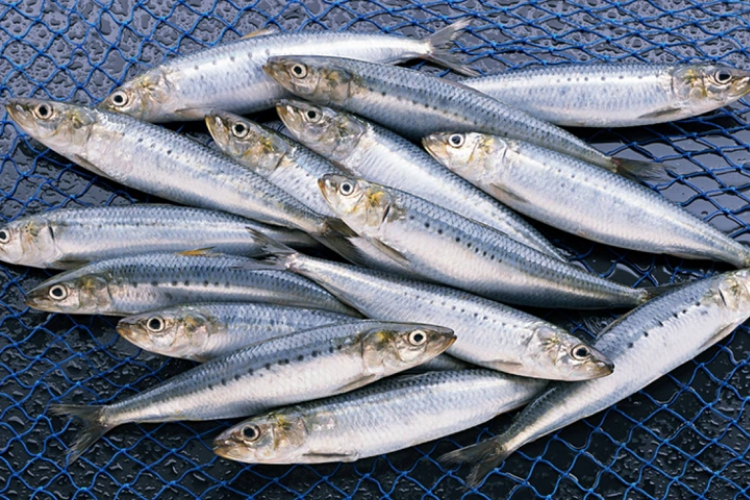 ca-moi