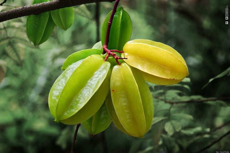 Theo phong thủy ngũ hành, cây Khế thuộc hành Mộc, mang nguồn năng lượng sinh sôi mạnh mẽ