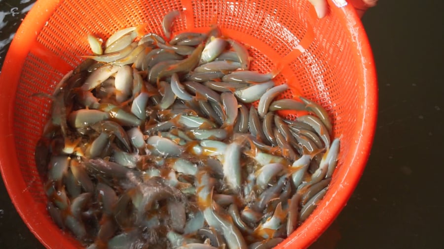 Nhờ kỹ thuật chăm sóc tỉ mỉ, thịt cá heo đuôi đỏ chắc, thơm, ít xương, ngọt nước, rất được thực khách ưa chuộng