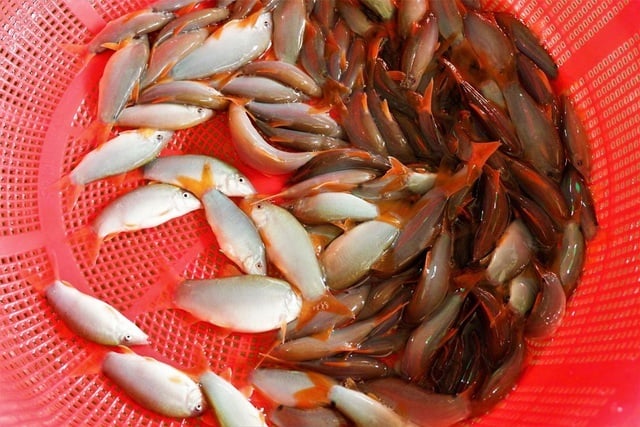 Cá heo xanh đuôi đỏ, hay còn gọi là cá heo miền Tây, có thân hình thon dài, da trơn bóng như phủ một lớp lụa xanh ngọc