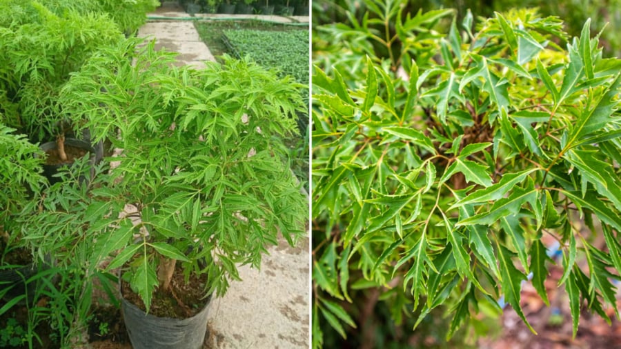 vị trí cây đinh lăng