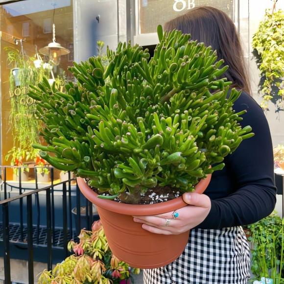 Có nguồn gốc từ Nam Phi, sen đá ống điếu nổi bật với lá hình ống cong, xanh bóng như ngọc, gợi liên tưởng đến nhân vật Gollum trong Chúa tể những chiếc nhẫn.