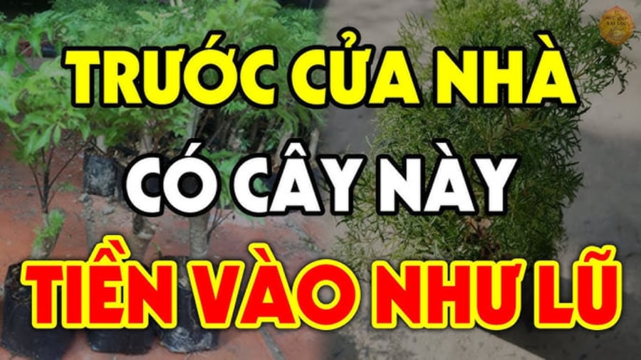 3 loại cây trước nhà mang tới may mắn cho gia chủ