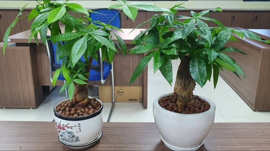Cây kim ngân được coi là biểu tượng của sự giàu có và thịnh vượng.