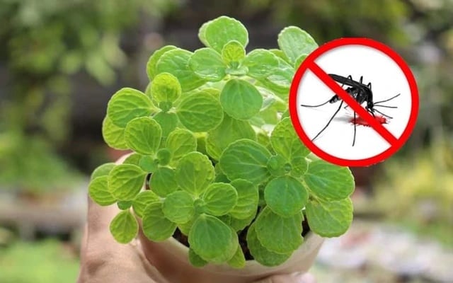 Trồng húng quế vừa để nấu ăn, vừa giúp không khí trong lành – đúng nghĩa “một công đôi việc”.