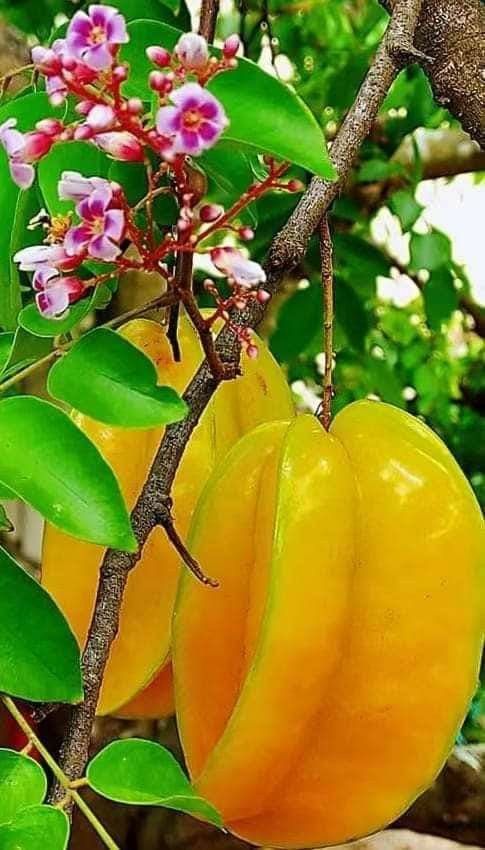Những người mệnh Mộc và Hỏa thích hợp trồng cây khế