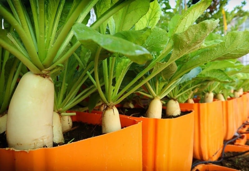 Thiên nhiên ban tặng cho chúng ta nhiều loại rau có khả năng “rửa sạch” phổi, giúp thanh lọc Sh88bet đăng ký miễn phí, giảm ho, làm sạch khí quản và cải thiện hô hấp.