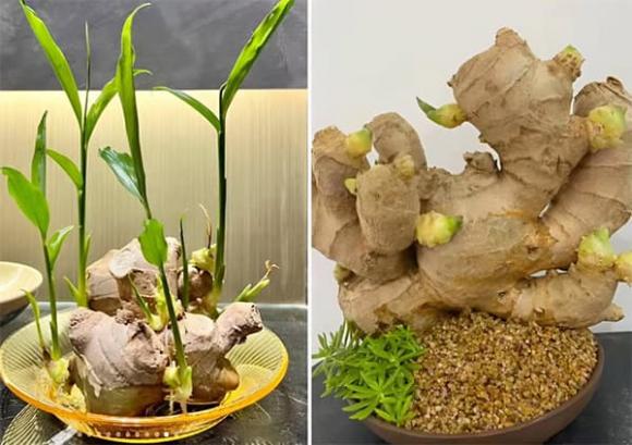 Gừng còn là biểu tượng của sự bền bỉ, kiên định, giống như phẩm chất của người làm ăn: càng nỗ lực, càng dễ thành công.    