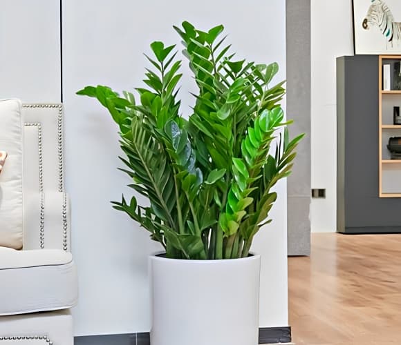 Theo phong thủy, cây kim tiền phù hợp với hầu hết các tuổi, nhưng đặc biệt mang lại may mắn cho những người sinh năm Thìn, Tỵ, Ngọ và Mão.