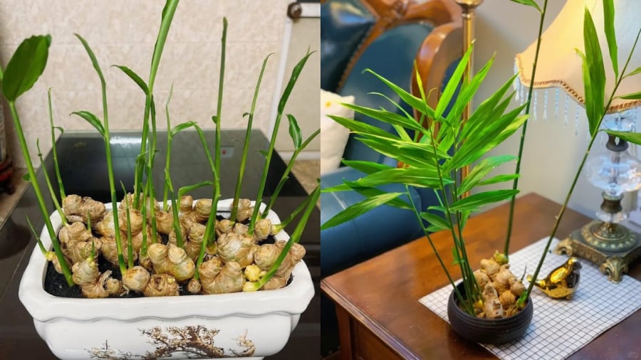 Cách trồng gừng rất đơn giản. Bạn có thể chọn trồng gừng thủy canh hoặc trồng trong đất đều được.