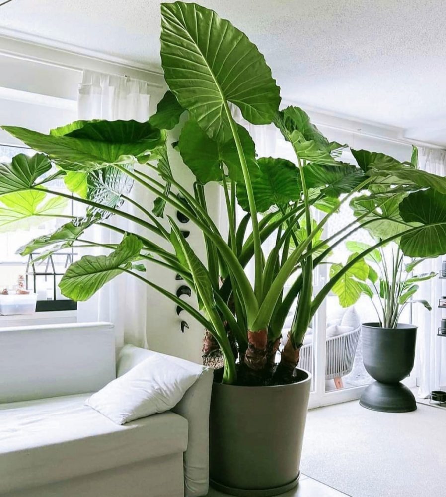 Cây xanh không chỉ mang lại sinh khí mà còn tượng trưng cho mộc khí, là nguồn năng lượng giúp tăng tài vận mạnh mẽ.