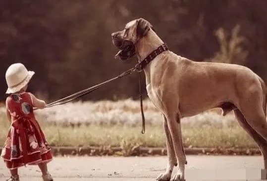 Nói tóm lại, “đừng quá tốt với người, đừng cho chó ăn quá nhiều” là bài học về cân bằng trong Shbet16 chơi game trực tuyến. 