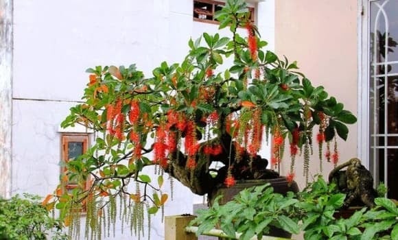 Cây lộc vừng, còn gọi là cây mứng hay lộc mưng, có tên khoa học là Barringtonia acutangula, là loài cây thân gỗ cao từ 8-12m khi trưởng thành.