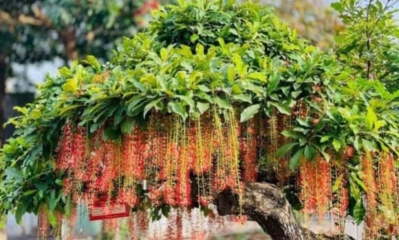 Theo các chuyên gia phong thủy, cây lộc vừng có thể hợp với cả 5 mệnh, nhưng dựa trên ngũ hành, cây mang sắc hoa đỏ rực – thuộc yếu tố Hỏa, trong khi thân và lá thuộc Mộc, nên được coi là hợp nhất với người mệnh Mộc và mệnh Hỏa.    
