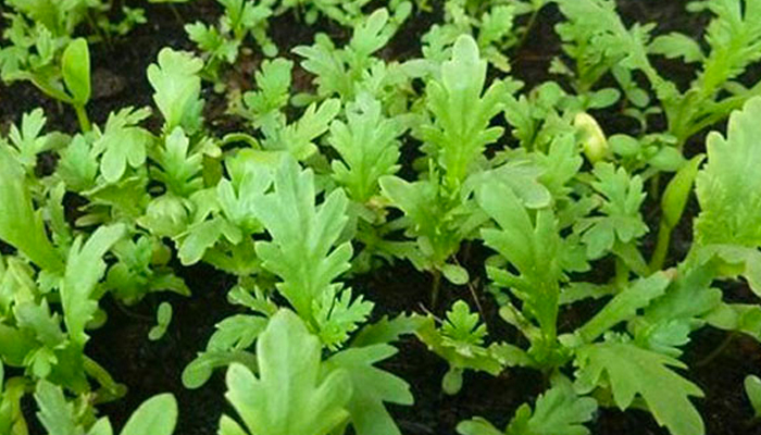 Cải cúc trồng đầu tháng 11 thời tiết bắt đầu chuyển mùa sang mùa đông, đặc biệt ở miền Bắc cây sẽ lớn rất nhanh.