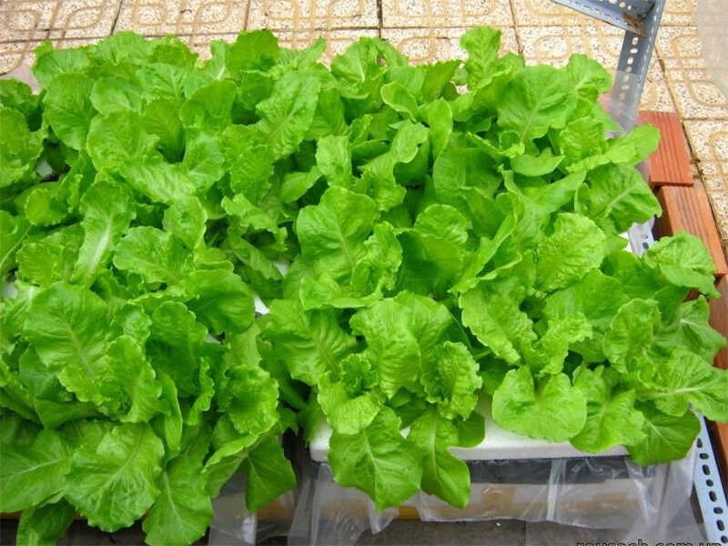 Xà lách phát triển tốt nhất trong điều kiện mát mẻ, với nhiệt độ lý tưởng từ 16 độ C đến 18 độ C.