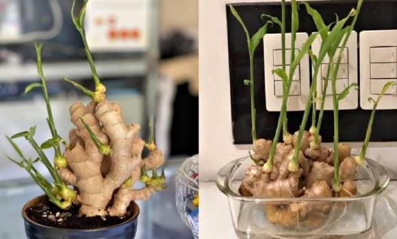 Chậu gừng trên bàn làm việc giống như một “chiếc đèn ấm” giữ dương khí.