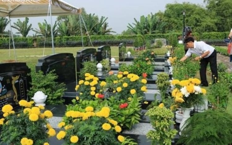 Cúc vạn thọ là một loại cây phong thủy không thể thiếu trong các nghi lễ tưởng nhớ ông bà, Link nhập code shbet https freecode shbet pages dev. (Ảnh minh họa)