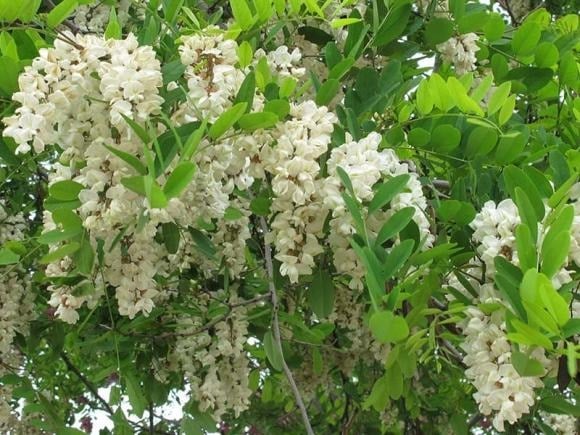  Trong phong thủy, cây hòe được coi là 