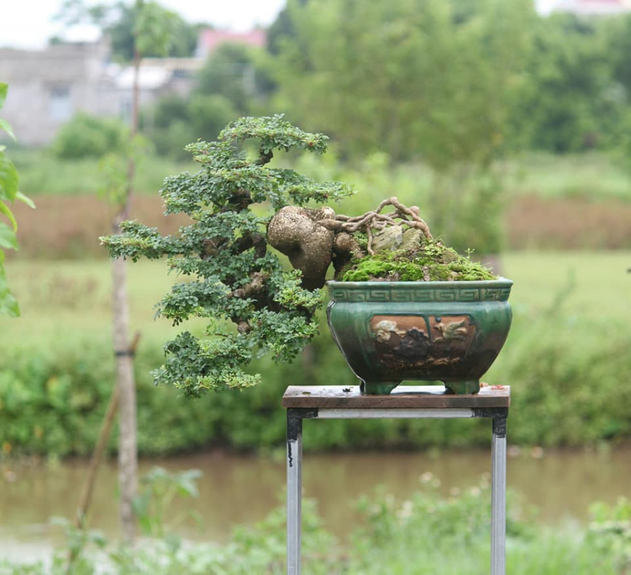 Cây càng cổ thụ, càng đồ sộ và dáng thế hài hòa càng được giới chơi bonsai đánh giá cao và sẵn sàng trả giá cao