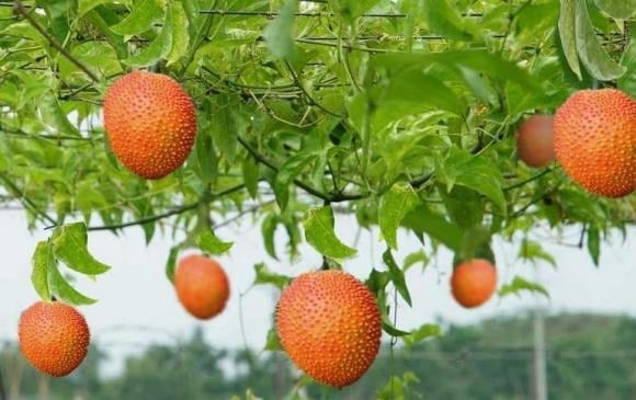 Vì sao gấc được mệnh danh là “quả từ thiên đường”?