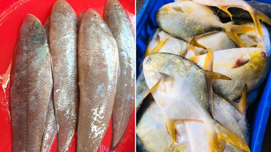 Cá thờn bơn và cá chim vàng là những loại cá giàu dinh dưỡng, nên bổ sung vào thực đơn ăn uống của Shbet111 slot, casino, thể thao, xổ số.