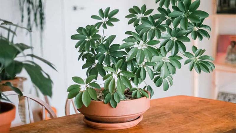Ngũ gia bì giúp cân bằng không gian sống, mang ý nghĩa vượng tài và ổn định Shbet800 tải ứng dụng.