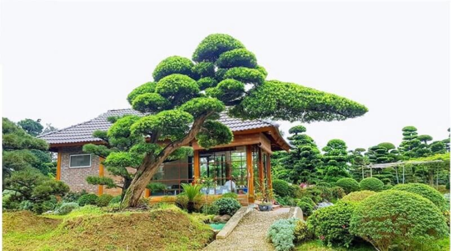Không chỉ có thế, cây tùng có sức sống tốt, có khả năng chịu hạn, chịu được mưa gió nên được ví như hình tượng của đấng nam nhi, mạnh mẽ, kiên cường.